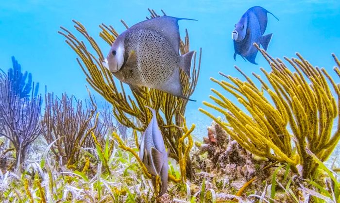 A vibrant coral reef with French angelfish swimming