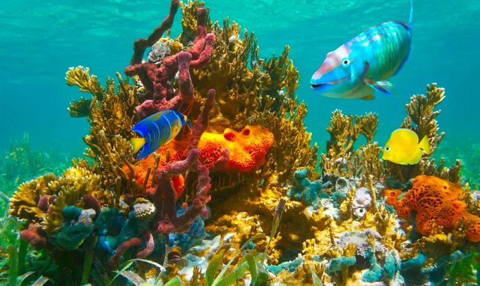 Vibrant tropical marine life beneath the waters of the Bahamas.