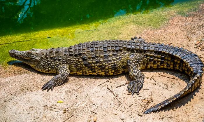 A sunbathing crocodile by the water in Australia