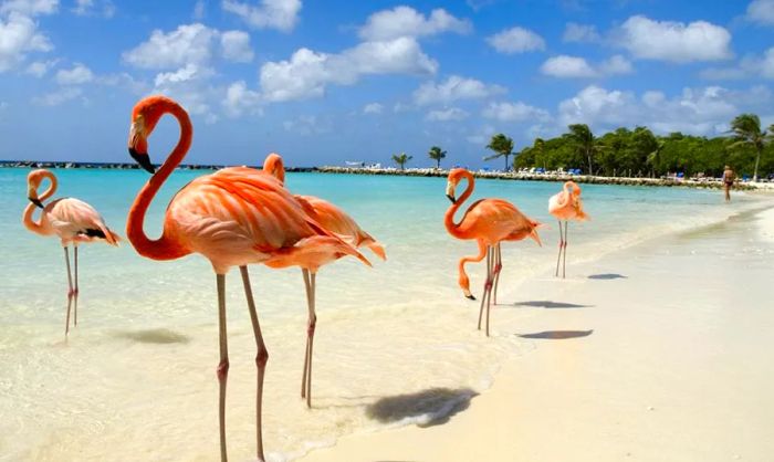 Pink flamingos basking on Aruba’s sunny shores