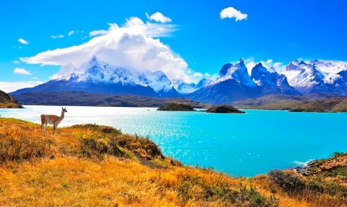 A guanaco by a lake in Patagonia