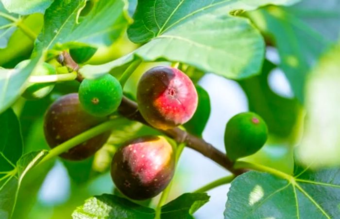 figs maturing on a tree