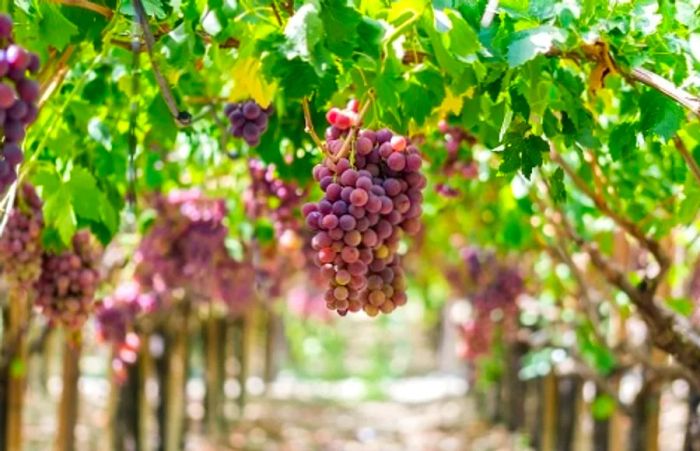 a Sicilian vineyard with grapes growing on the vines