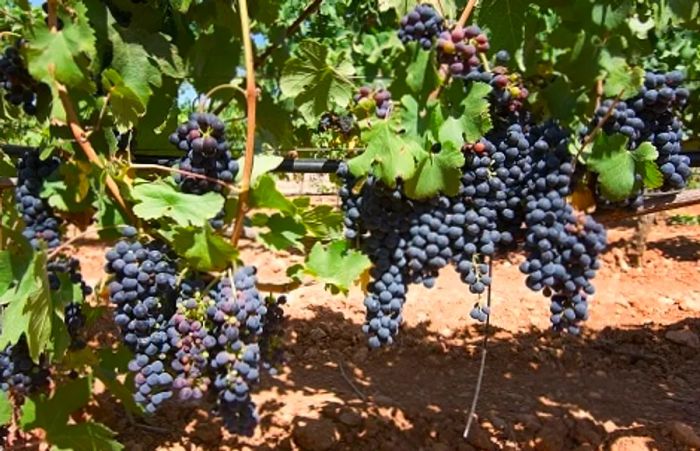 grapes ripening in a Mallorca vineyard on a sunny day