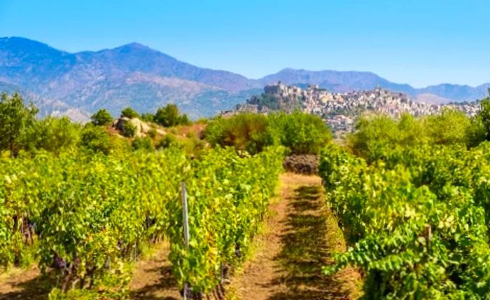 a Sicilian vineyard with a view of Mount Etna