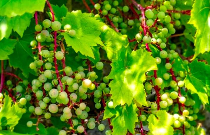 clusters of white wine grapes hanging from vines in Croatia