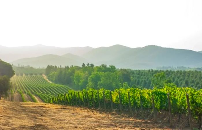 vineyards in the Tuscany region near Naples, Italy