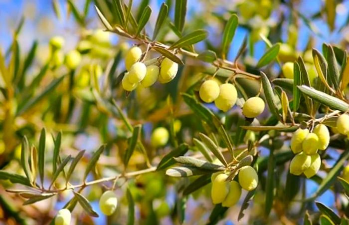 lush green olive vines ready for harvest