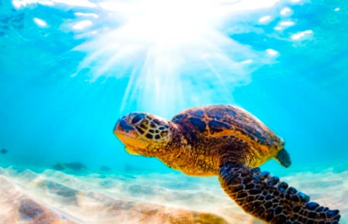 Hawaiian green sea turtle swimming gracefully in the ocean