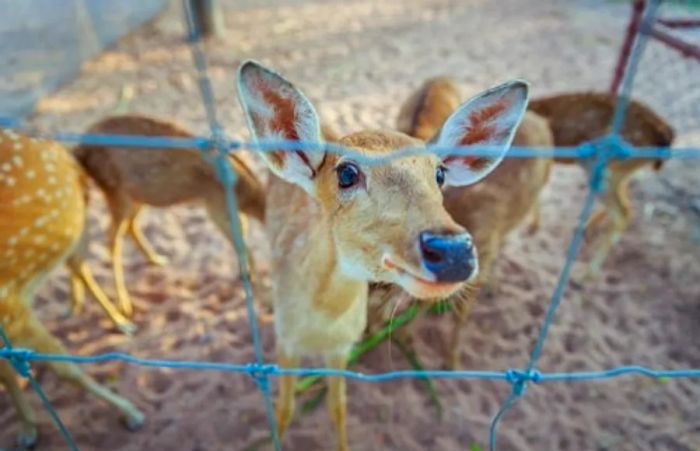 a group of deer in a petting area