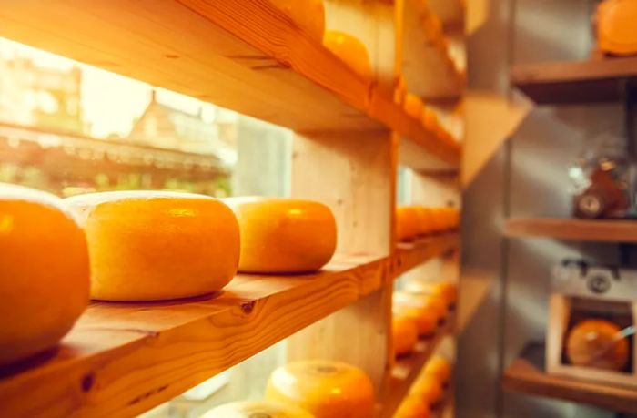 wheel of Dutch cheese displayed on shelves