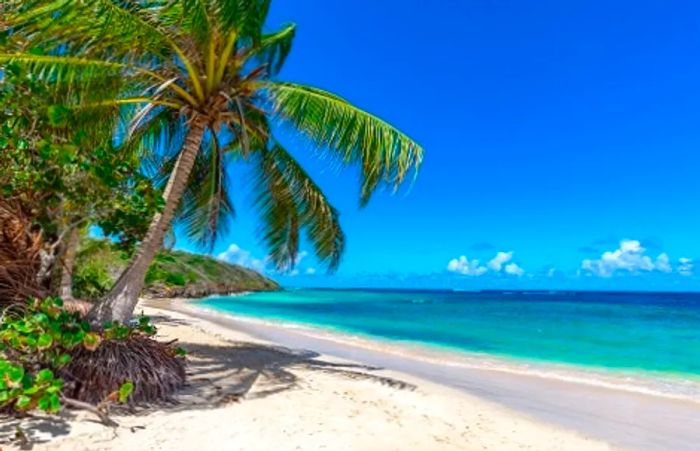 A tall palm tree casting a shadow over Coral Harbour Beach in Nassau, Bahamas