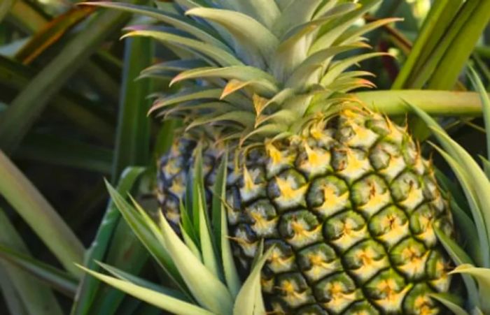 large pineapple ripening in a pineapple farm in Maui, Hawaii