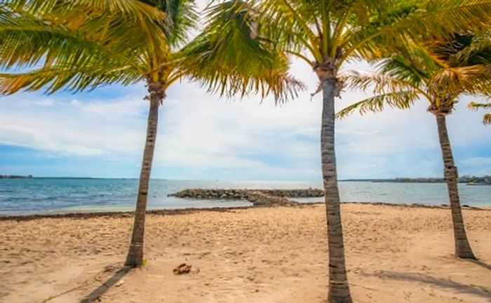 Three palm trees overlooking Balmoral Island Beach in Nassau, Bahamas