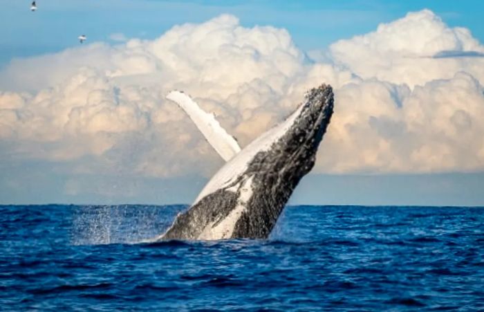 humpback whale leaping out of the water in the Pacific Ocean near Maui