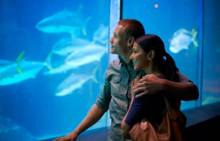 a couple gazing at fish through a glass aquarium in Maui