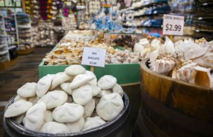 barrel of sea biscuits and local whelks sold as souvenirs in a local Key West shop