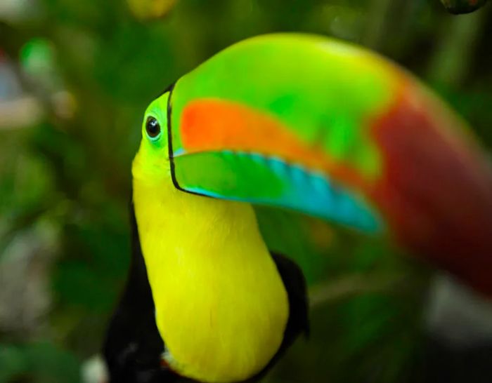 Toucan at the National Aviary on Brau, Cartagena