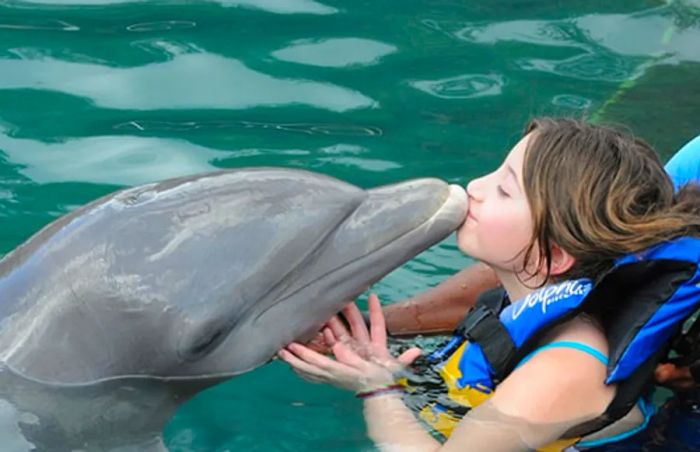 A girl kissing a dolphin at the Dolphin Discovery Facility in Tortola