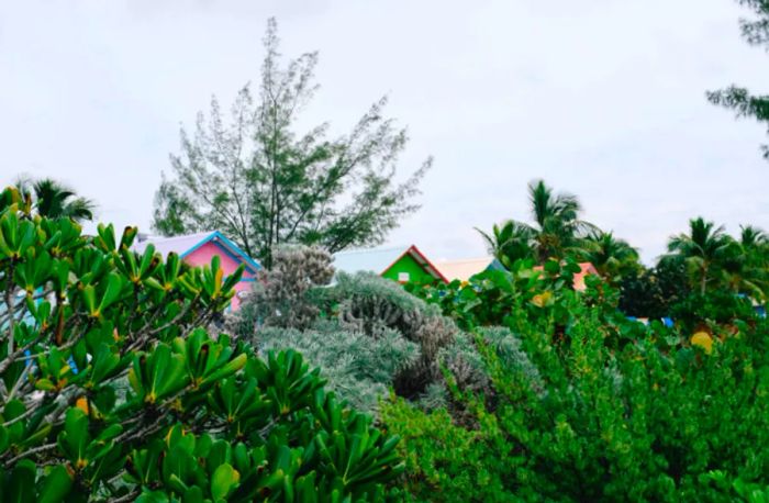 vibrant bungalows peeking through the lush greenery