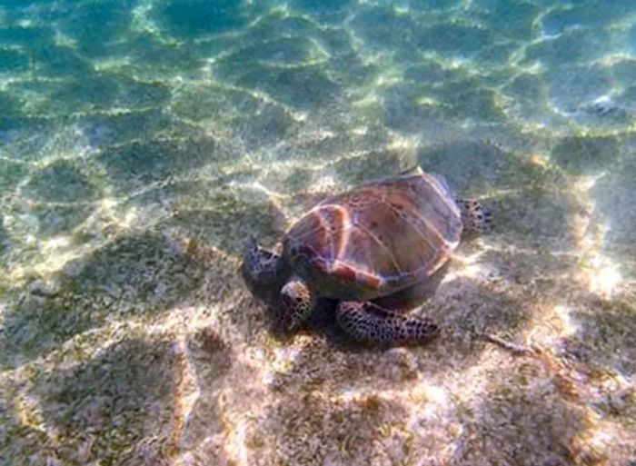 turtle in Cozumel