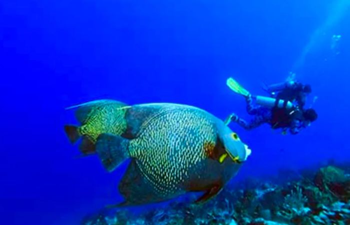 scuba diver swimming alongside tropical fish in Cozumel