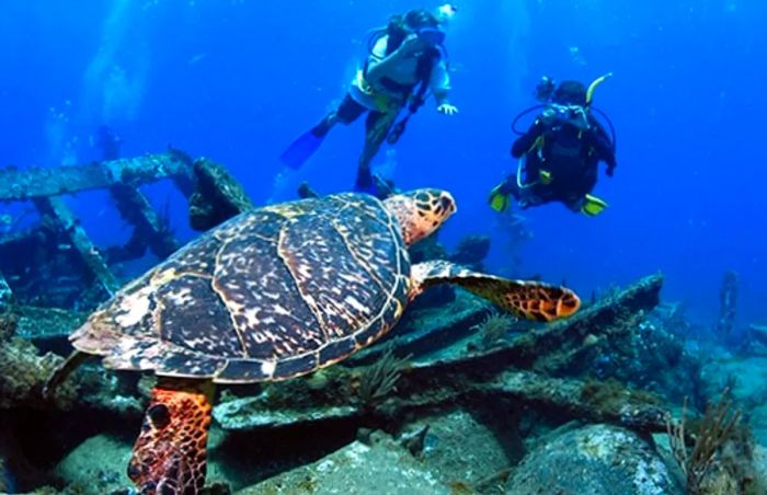 A man and woman photographing a turtle while scuba diving at a shipwreck