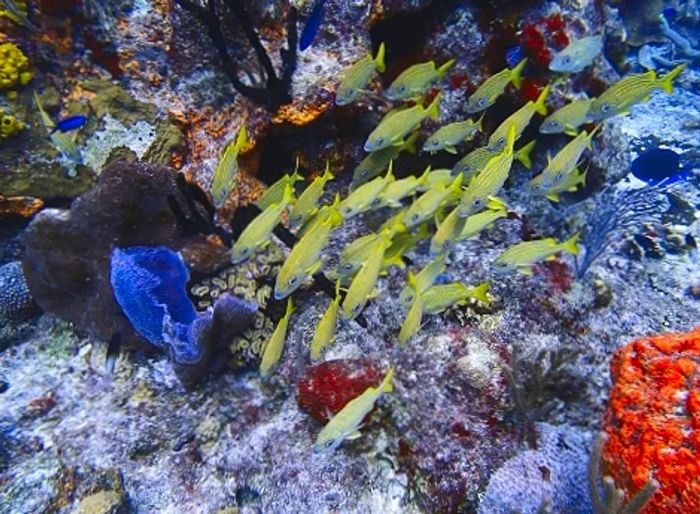 fish gliding through a coral reef