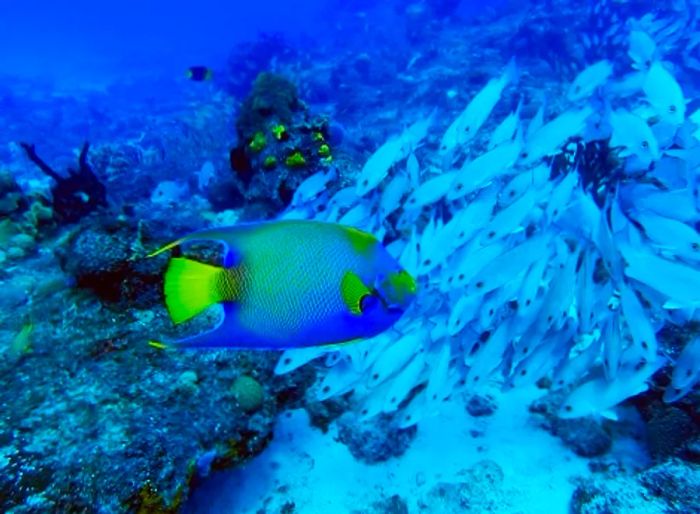 a fish encountering a school of fish in Cozumel