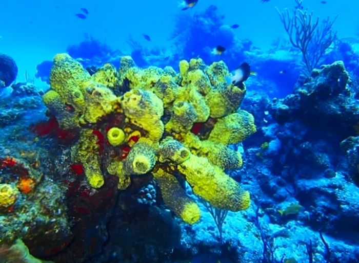 a coral reef during a Cozumel shore excursion