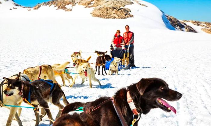 A man and a woman accompanied by a team of sled dogs in Alaska.