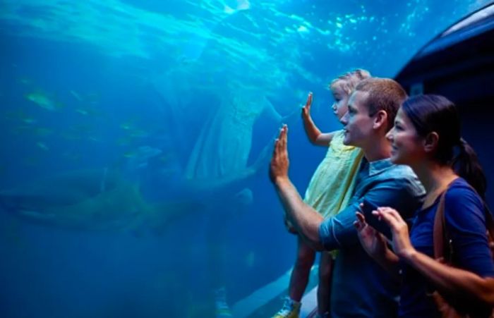 family of three observing a shark through glass at the local aquarium in Tampa