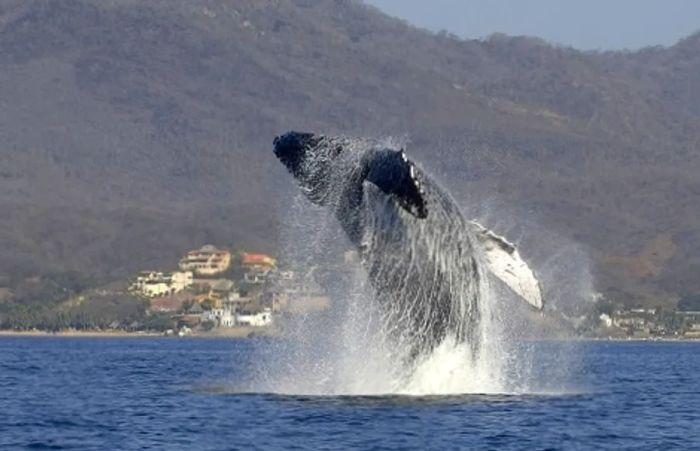 whale in alaska leaping out of the water