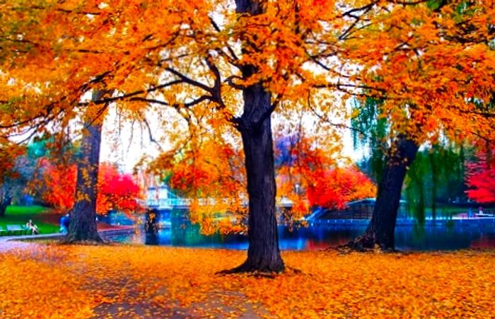 golden autumn leaves on the trees in Boston