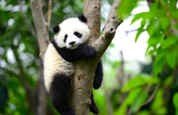 A baby panda climbing a tree at the local zoo in San Diego