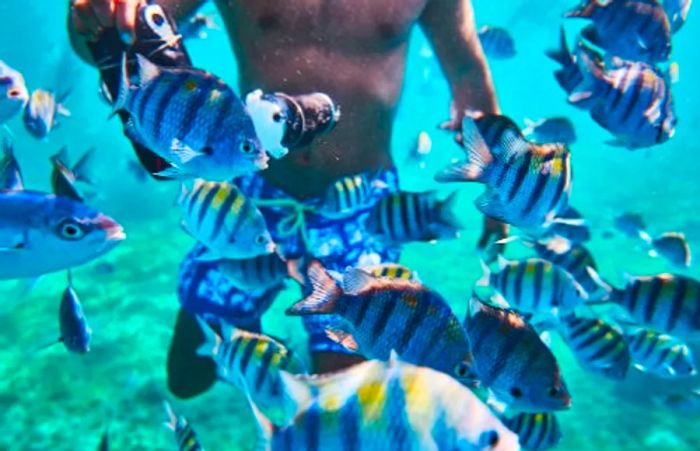 A man capturing underwater images of vibrant blue-striped fish swimming in the Caribbean.