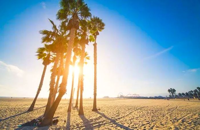 Iconic palm trees swaying over Santa Monica Beach