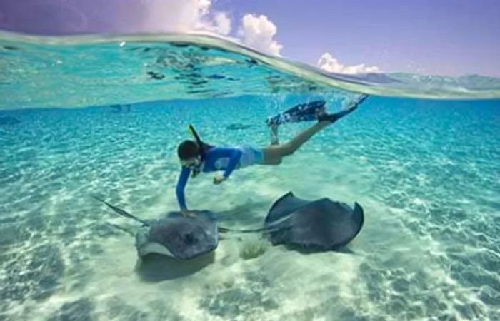 a woman snorkeling with stingrays