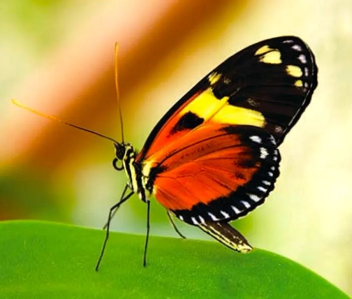 a butterfly in St. Maarten