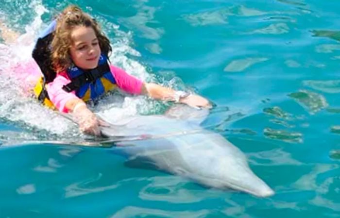 a girl swimming alongside a dolphin in Tortola