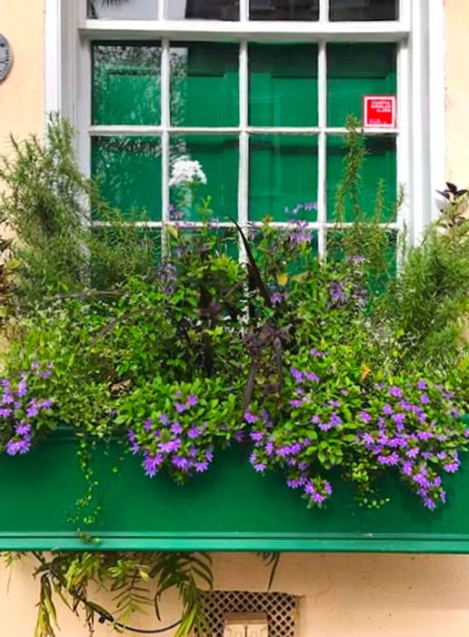 Close-up of a green window box filled with purple flowers in Charleston