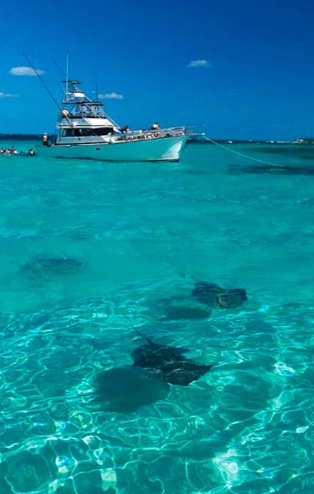 Two stingrays swimming alongside a boat