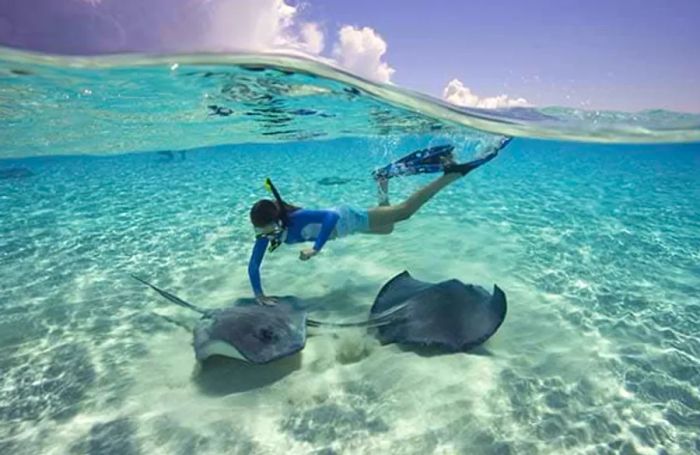 A woman snorkeling alongside two stingrays