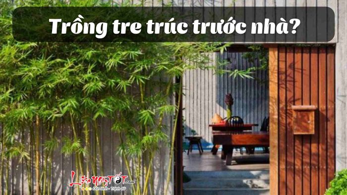 Có nên trồng tre trúc ở trước nhà không, lý do là gì?