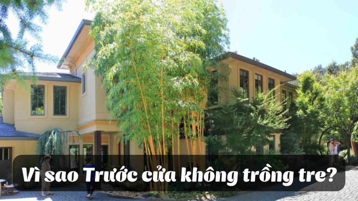 Có nên trồng tre trúc trước nhà không?