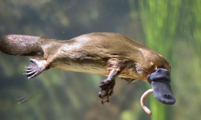 The 6 wildest animals you need to see when you visit Australia