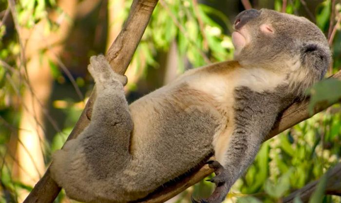 The 6 Most Fascinating Animals You Must Experience in Australia