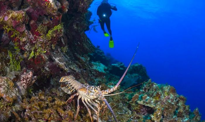 Amazing Underwater Creatures