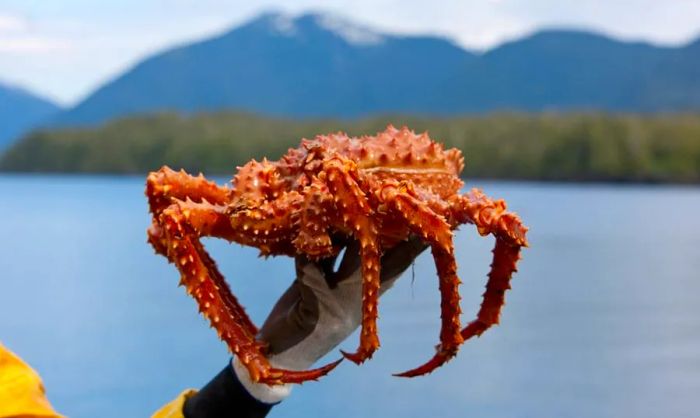 Amazing Underwater Creatures