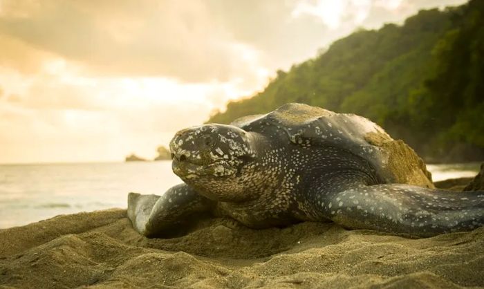 Amazing Marine Creatures